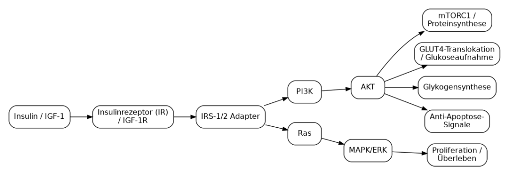 Diagramm des Insulin- und IGF-1-Signalwegs, das die Interaktionen zwischen Insulin, Insulinrezeptor, IRS-1/2-Adapter, PI3K, AKT, Ras und MAPK/ERK zeigt, sowie deren Auswirkungen auf verschiedene zelluläre Prozesse wie Proteinsynthese, Glukoseaufnahme, Glykogensynthese und Zellproliferation.